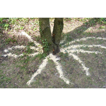 rootdetector